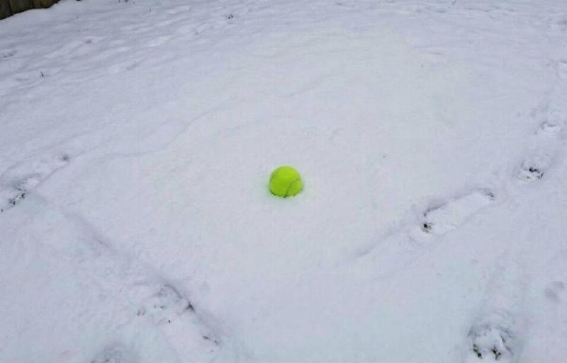 A tennis ball in the snow, footprints around it.