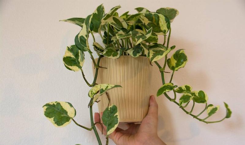 A hand holding a pot with a vining pothos plant.