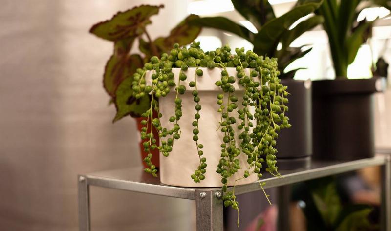 A string of pearls in a pot on a glass table.