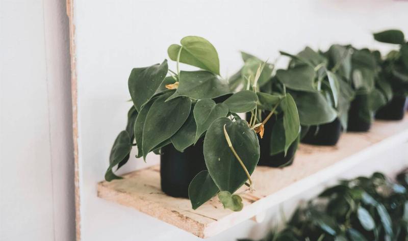 A heartleaf philodendron plant on a shelf.
