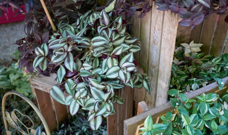 A Tradescantia Zebrina plant on a shelf.