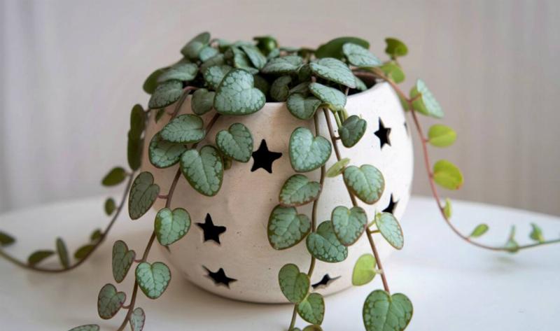 A small planter with a string of hearts in it.