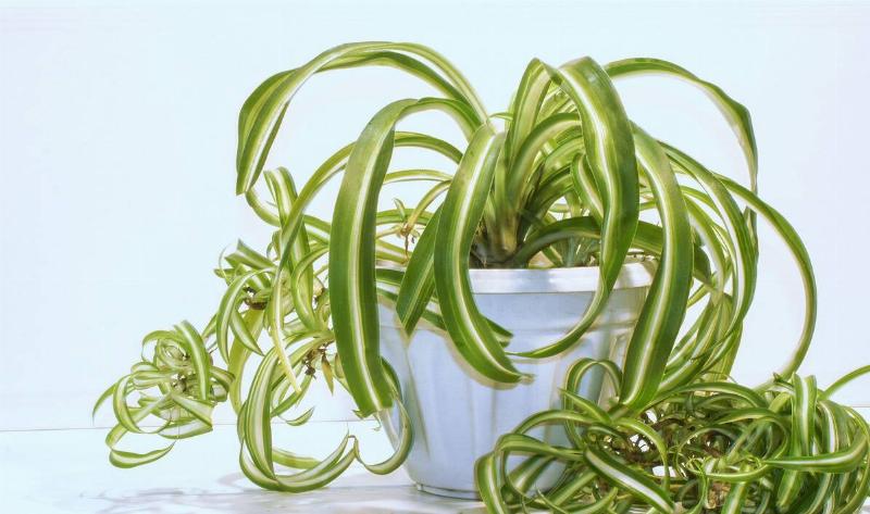 A snake plant in a pot with some babies coming off the side.