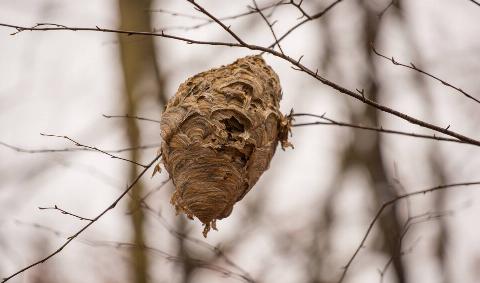 A wasp nest.