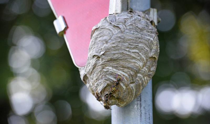 A wasp nest.2
