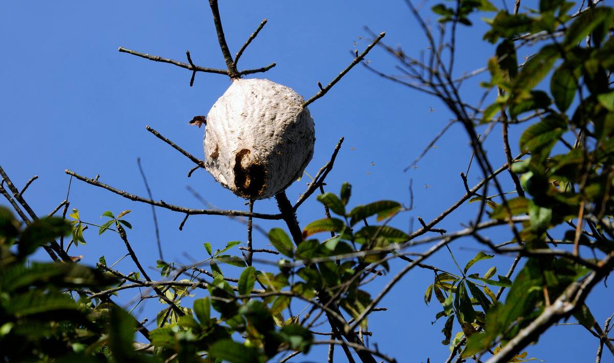 A wasp nest.3