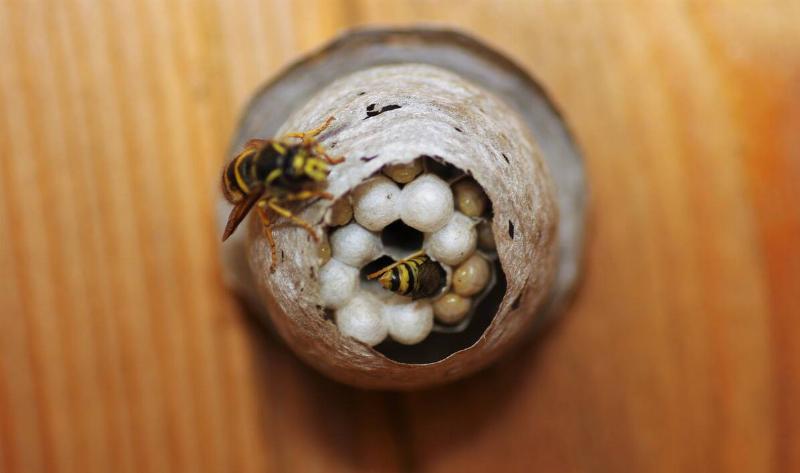 A wasp nest.4