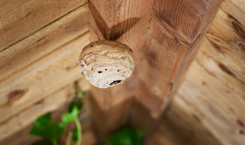 A wasp nest.5