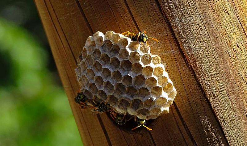 A wasp nest.6