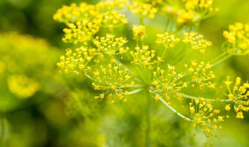 A sweet fennel plant.