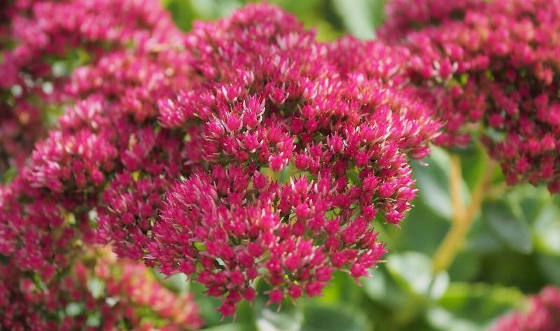 A sedum plant.