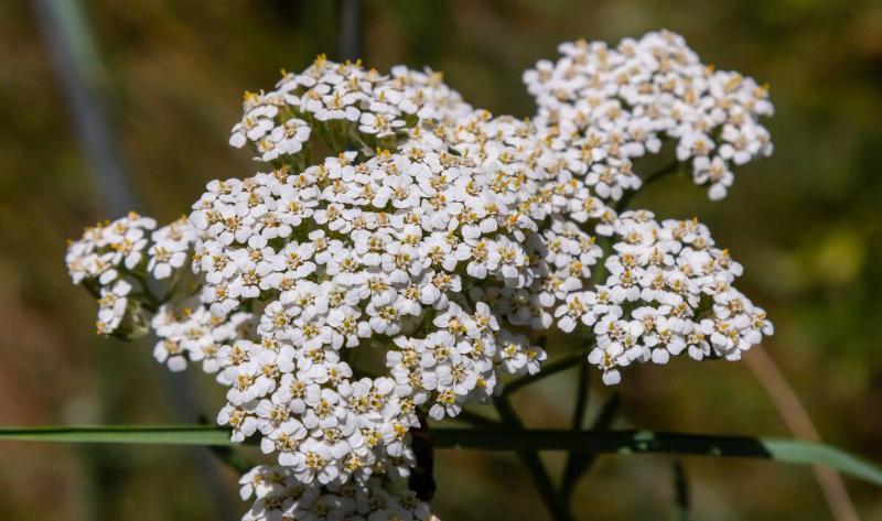A yarrow plant.
