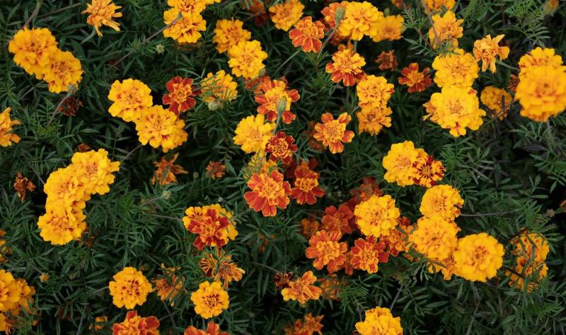 A marigold bush.