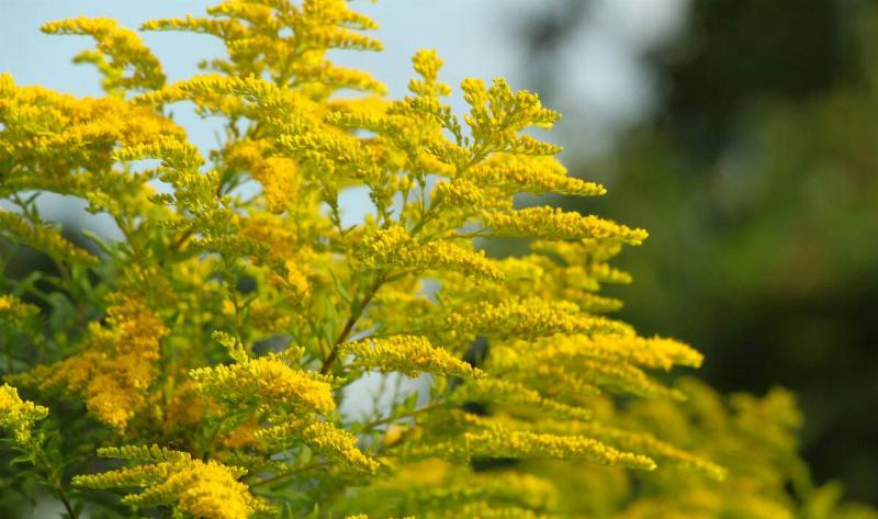 A goldenrod plant.