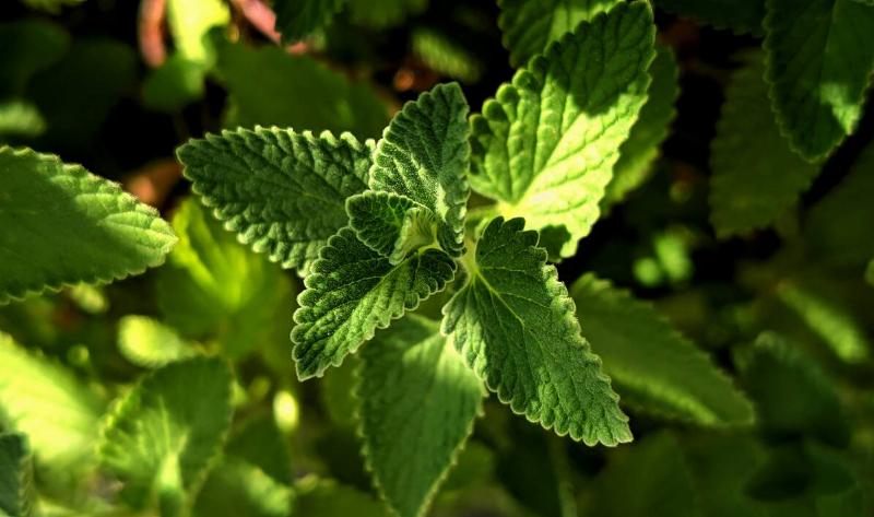 A mint plant.