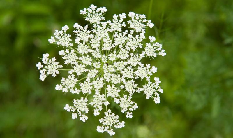 A queen anne's lace plant.