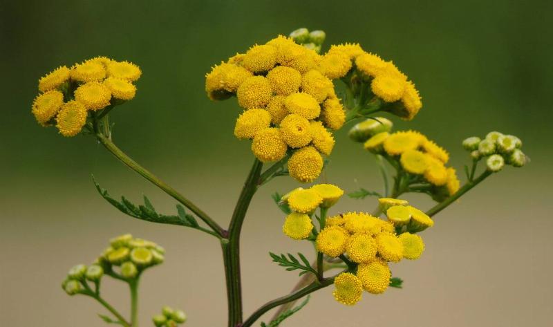 A tansy plant.