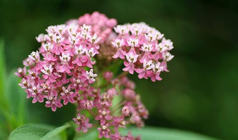 A milkweed plant.