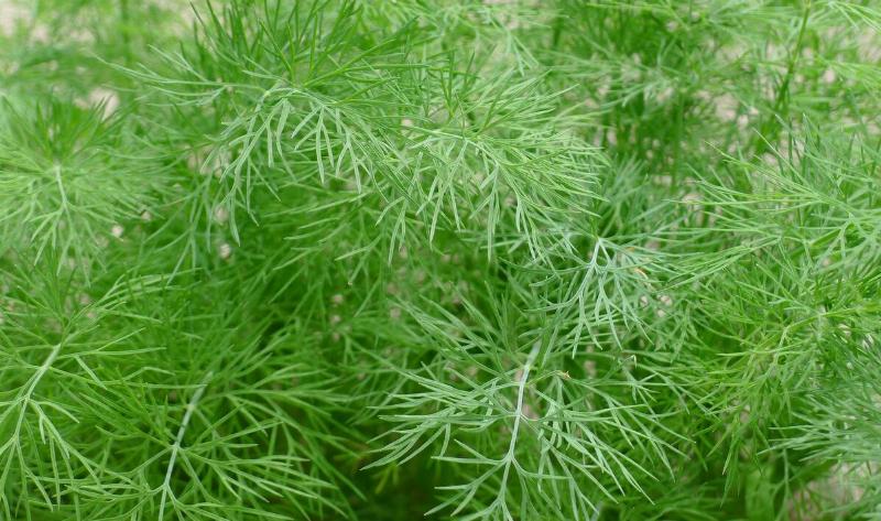 A dill bush.