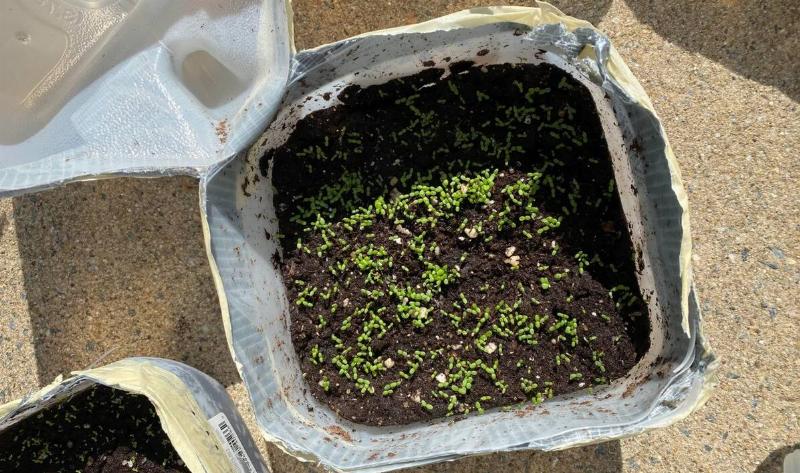 A closeup of sprouting plants in someone's winter sowing jug.