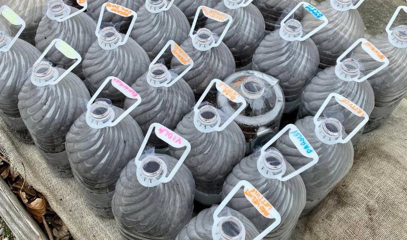 A collection of a person's winter sowing jugs.