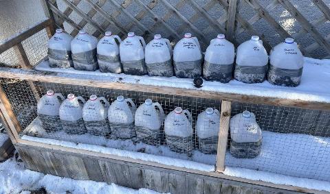 A collection of a person's winter sowing jugs.
