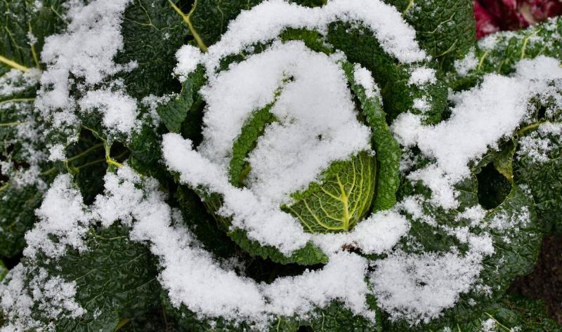 A clopseup of a head of lettuce with snow on it.