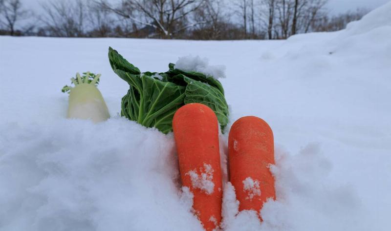 Some winter-growing veggies in the snow.
