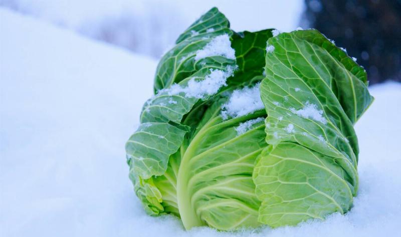 A closeup of ahead of lettuce in the snow.
