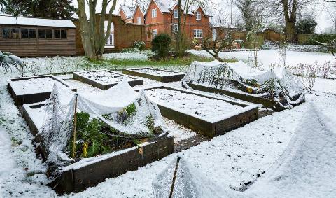 Raised garden boxes in the snow, some plant covers covering some winter-growing veggies.