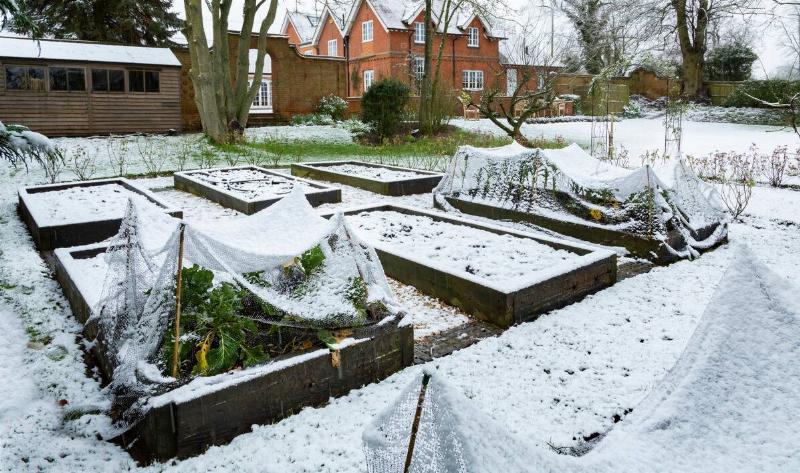Raised garden boxes in the snow, some plant covers covering some winter-growing veggies.