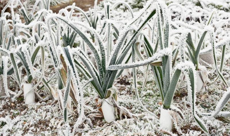 Growing root veggies covered in snow and frost.