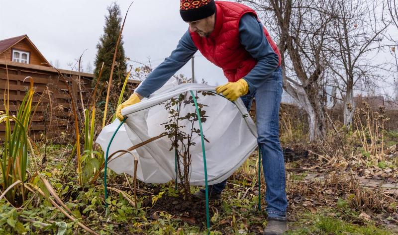 A man covering a plant in his garden with a cover.