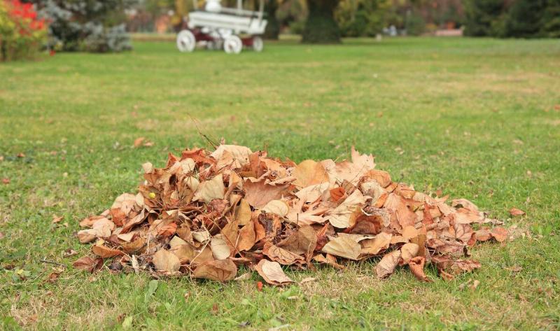 A small pile of leaves on a lawn.