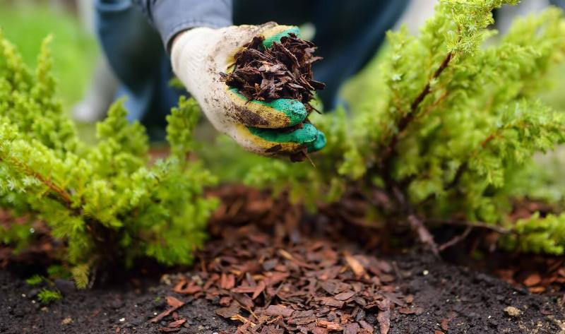 A person with a handful of mulch, laying it around their shrubs.