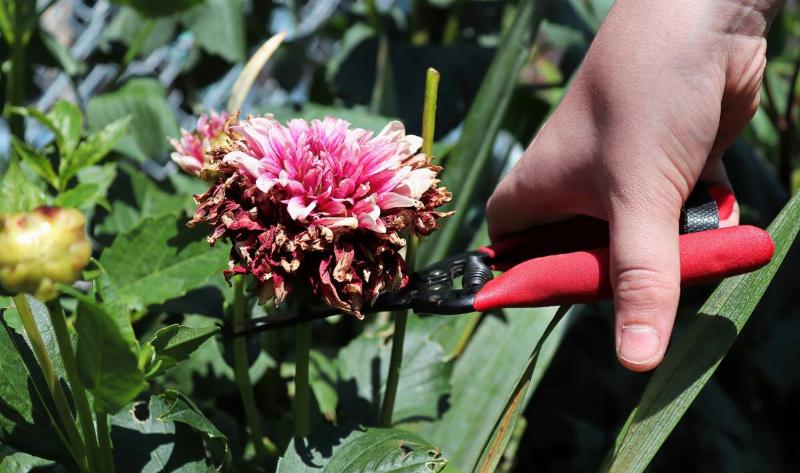 A person deadheading a pink flower.