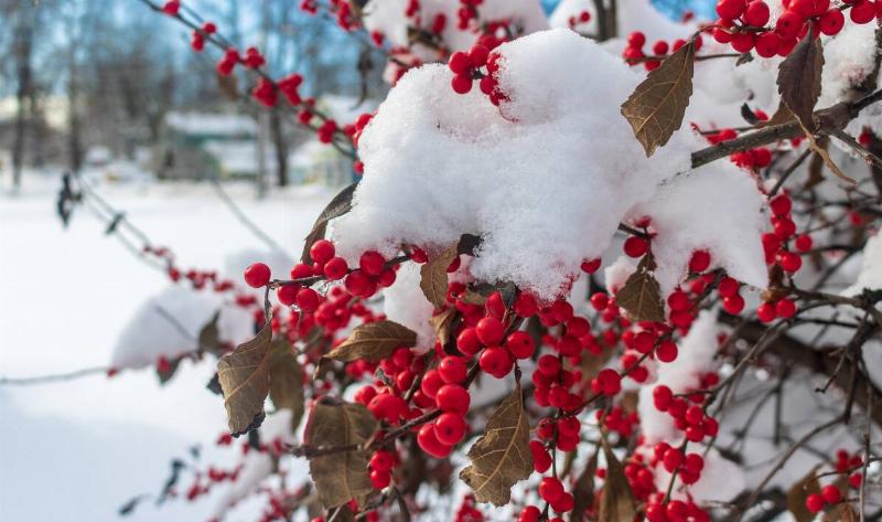 A bush with bright red berries with snow on it.