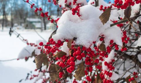 A bush with bright red berries with snow on it.