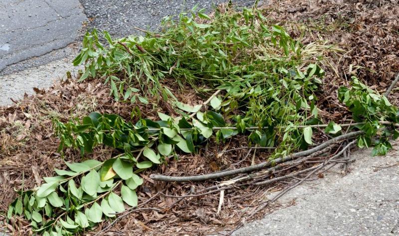 A pile of yard clippings, mostly leafy branches.