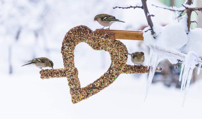 A heart-shaped seed-covered bird feeder in winter, three birds perched on it.