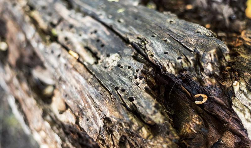A dead log full of holes.