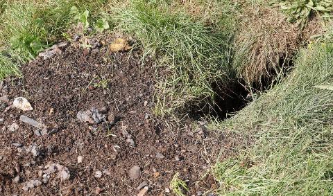 A large burrow hole dug in a yard.