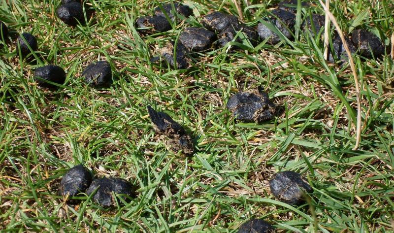 Animal dropping in grass.