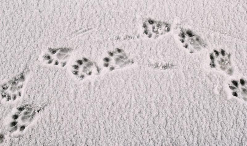 Animal prints in snow.