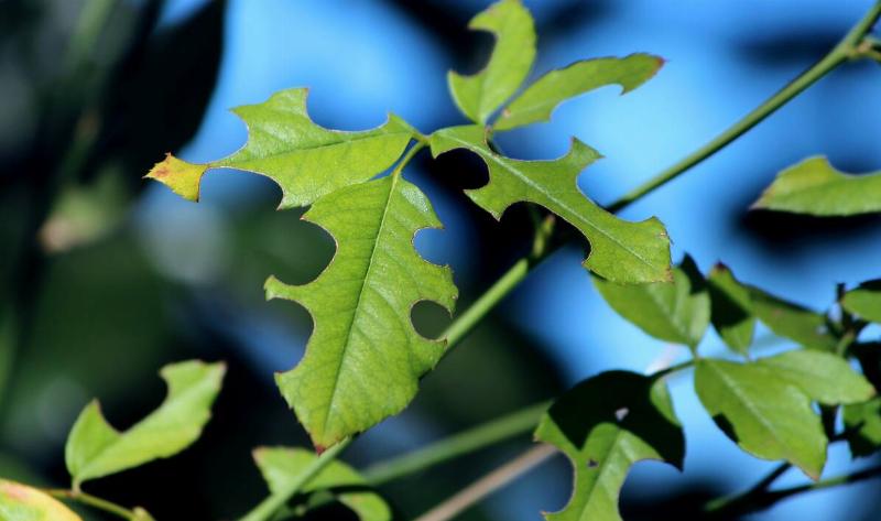 Leaves with bites taken out of them.
