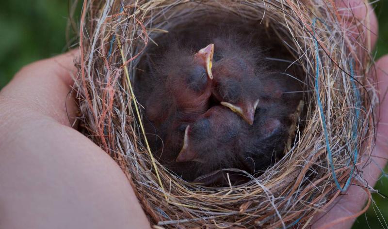 Three baby birds in a nest that someone is holding.