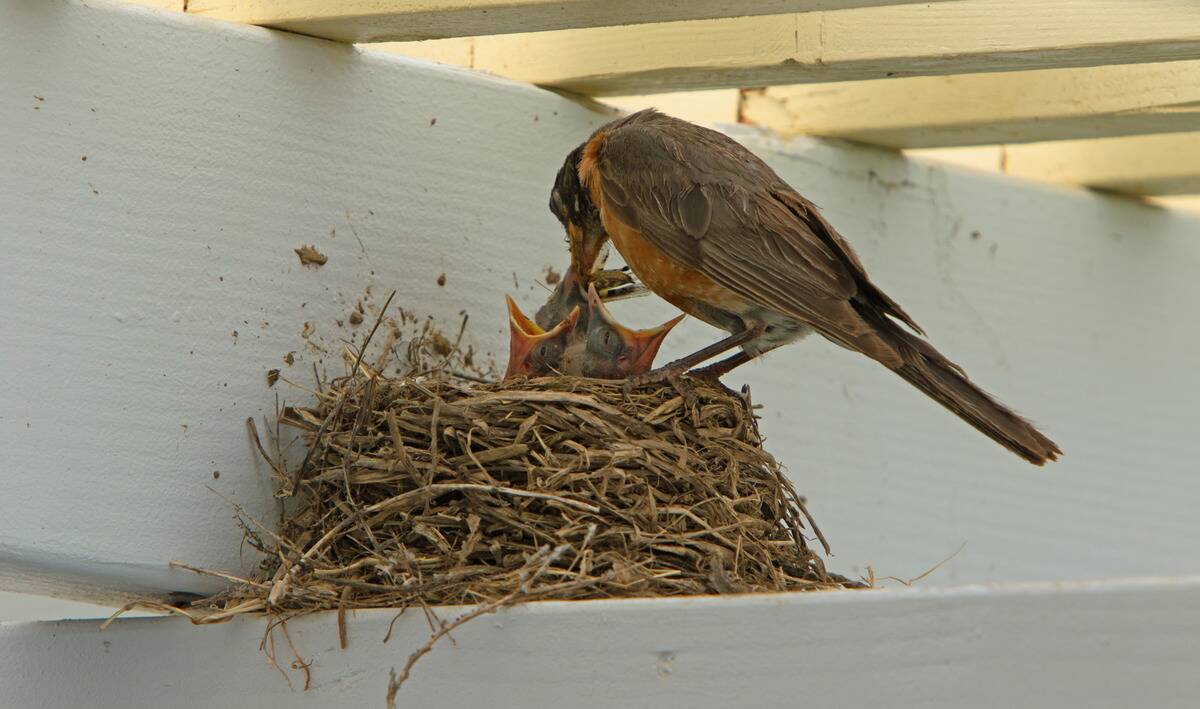 A bird feeding its young in a nest.