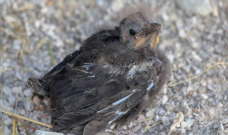 A baby bird on the ground.