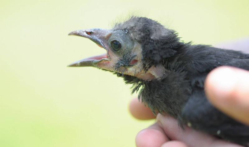 A hand holding a baby bird that's callling.