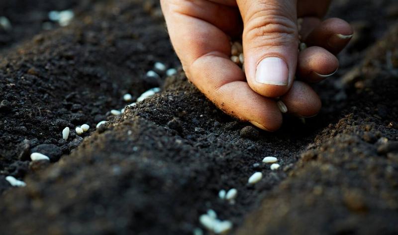 A close photo of someone planting seeds in the ground.